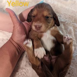 Boy 4 - Dachshund puppy in Homosassa, Florida from Foxies Doxies