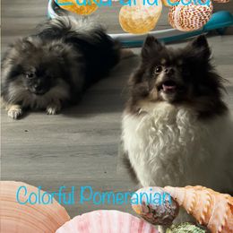 Zuka - Wolf sable male Pomeranian puppy in Moses Lake, Missouri from Colorful Pomeranians