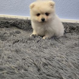 Big PAPA - Cream male Pomeranian puppy in Texas from Ruby's Poms