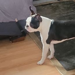 Boston Terrier Puppies from Big Sky Bostons