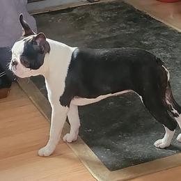 Boston Terrier Puppies from Big Sky Bostons