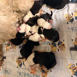 Fred - Black and white male Old English Sheepdog puppy in Acton, California from Fab OES