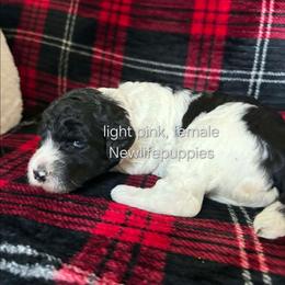 Pink Collar - Parti female Poodle puppy in Shelby, Alabama from New Life Family Farm