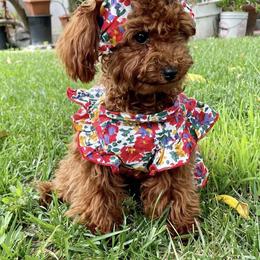 Poodle All Grown Up from Vegas Toy Poodles