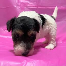 Only Girl - White black and tan female Wire Fox Terrier puppy in Ennis, Texas from Syrayed Farm