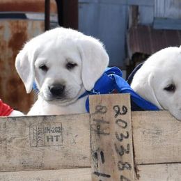 Labrador Retriever Puppies from Cream In My Coffee Labradors