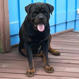 Creed - Rottweiler