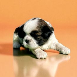AKC-Kai - Tricolor female Shih Tzu puppy in Charlotte, North Carolina from Judy's Shih Tzus