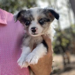 Scottish Terrier and Toy Australian Shepherd Puppies from Pecan Creek