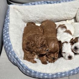 Cavapoo puppies from Rocky Desert Goldens and Cavaliers