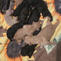 Poodle Puppies from Salina Querna