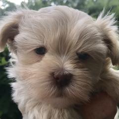 Mal-Shis and Shihpoos from 3 doodles’ littles