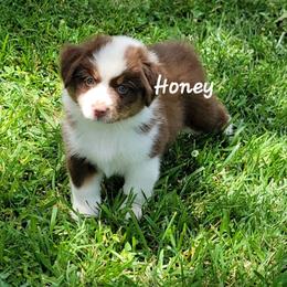 Honey - Red tri female Miniature Australian Shepherd puppy in Waxhaw, North Carolina from Cane Creek Aussies