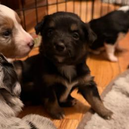 Daisy - Black tri female Miniature Australian Shepherd puppy in Harpers Ferry, West Virginia from Carter's Cuties