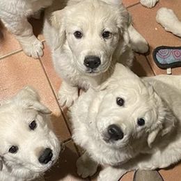 Golden Retrievers from Kanyon’s Golden Retrievers