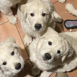 Golden Retrievers from Kanyon’s Golden Retrievers