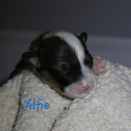 Alfie - Black and tan male Pembroke Welsh Corgi puppy in Purcellville, Virginia from Rhone River Farm Pembroke Welsh Corgis
