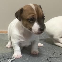 Tan and white girl - Tan and white female Jack Russell Terrier puppy in Williston, Florida from CP FARMS BORDER COLLIES N JACKS CORP