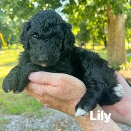 Lily - Black female Poodle puppy in Athens, Georgia from Alexander’s Standard Poodles