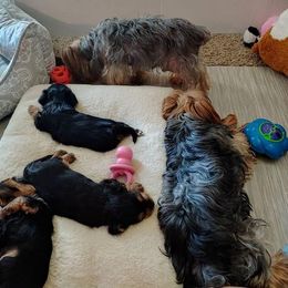 Yorkshire Terrier All Grown Up from Yorkies of the Midwest