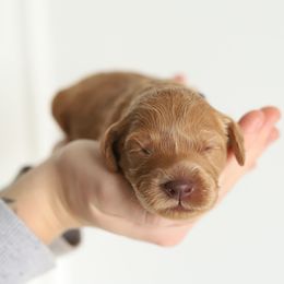 Blue - Caramel red male Australian Labradoodle puppy in Williamstown, New York from Lewis Manor Labradoodles