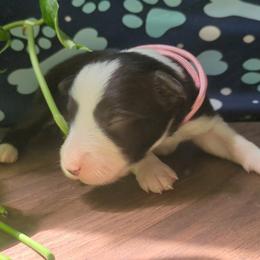 (Zola) Zola - Black and white female Border Collie puppy in Max, Nebraska from Stag Valley Homestead
