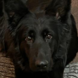 Reno - German Shepherd