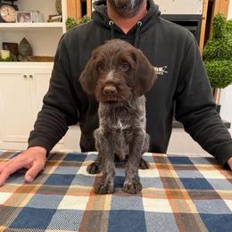 Boy 2 - Brown and gray male Wirehaired Pointing Griffon puppy in Shelley, Idaho from Western Gundogs