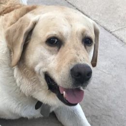 Labrador Retrievers from Joyce Bacoccina