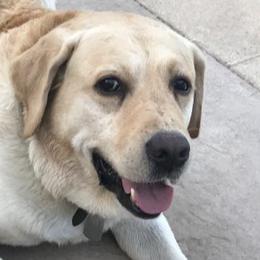 Labrador Retrievers from Joyce Bacoccina