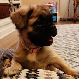 French Bulldog puppies from Shady River Frenchies