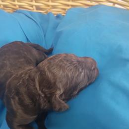 Boy 3 - male Labradoodle puppy in Rock Island, Tennessee from Harvest Sky Kennels