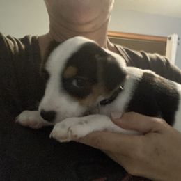 Baroness Brin de Fille - Jack Russell Terrier puppy from Royal Russells Ranch