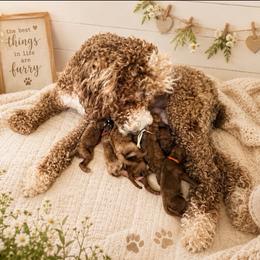 Lady Guinevere - Red  female Poodle puppy in Plainwell, Michigan from Northern Heart Standards