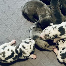 Great Danes from 10 Acre Danes LLC