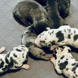 Great Danes from 10 Acre Danes LLC