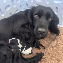 Kirby - English Cocker Spaniel