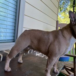 Latte - French Bulldog