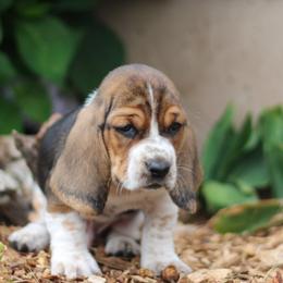 Milo - Black brown and white male Basset Hound puppy in Idaho from Welcome Home Bassets