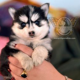 Monarch Coco - Pomsky puppy from Monarch Pomskies | Northern Colorado