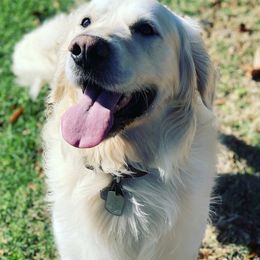 Golden Retrievers from Texlake Goldens