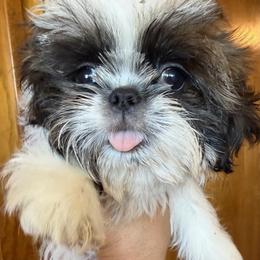 Greg - Blue male Shih Tzu puppy in Victorville, California from RUMBLE n TUMBLE