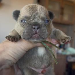 Lilac and Tan Boy (Green collar)(Truly x Drip) - Tricolors male French Bulldog puppy in Gulf Breeze, Florida from SW Frenchies