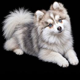 Pomsky puppies from Spokane Pomskies