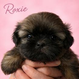 Roxy - Red female Shih Tzu puppy in Tallahassee, Florida from Bows and Bow Ties