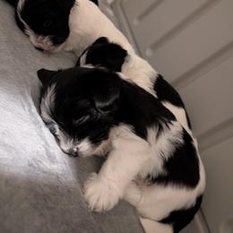 Morkie and Shorkie Puppies from Massachusetts Morkies