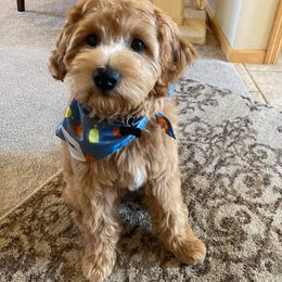 Goldendoodle Puppies from Violet View Iowa Goldendoodles