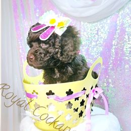 Avva - Brown and white Cockapoo puppy in Demorest, Georgia from Royal Cockapoo Playhouse