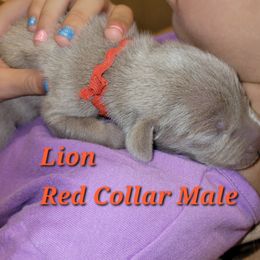 Weimaraner Puppies from Desert Rose Weimaraners