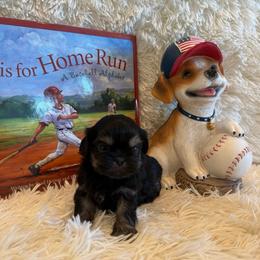 Miles - Black and tan male Shih Tzu puppy in Success, Missouri from Sweet Success